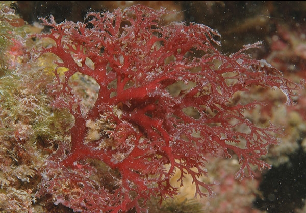 Sphaerococcus coronopifolius